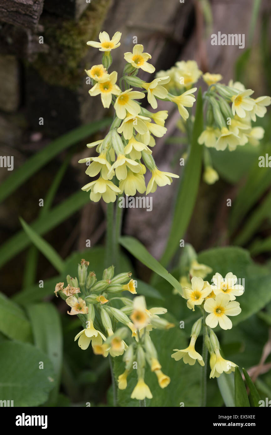 Primula elatior - Woodland wildflower. Common names: oxlip, great cowslip, true oxlip and bardfield. Stock Photo