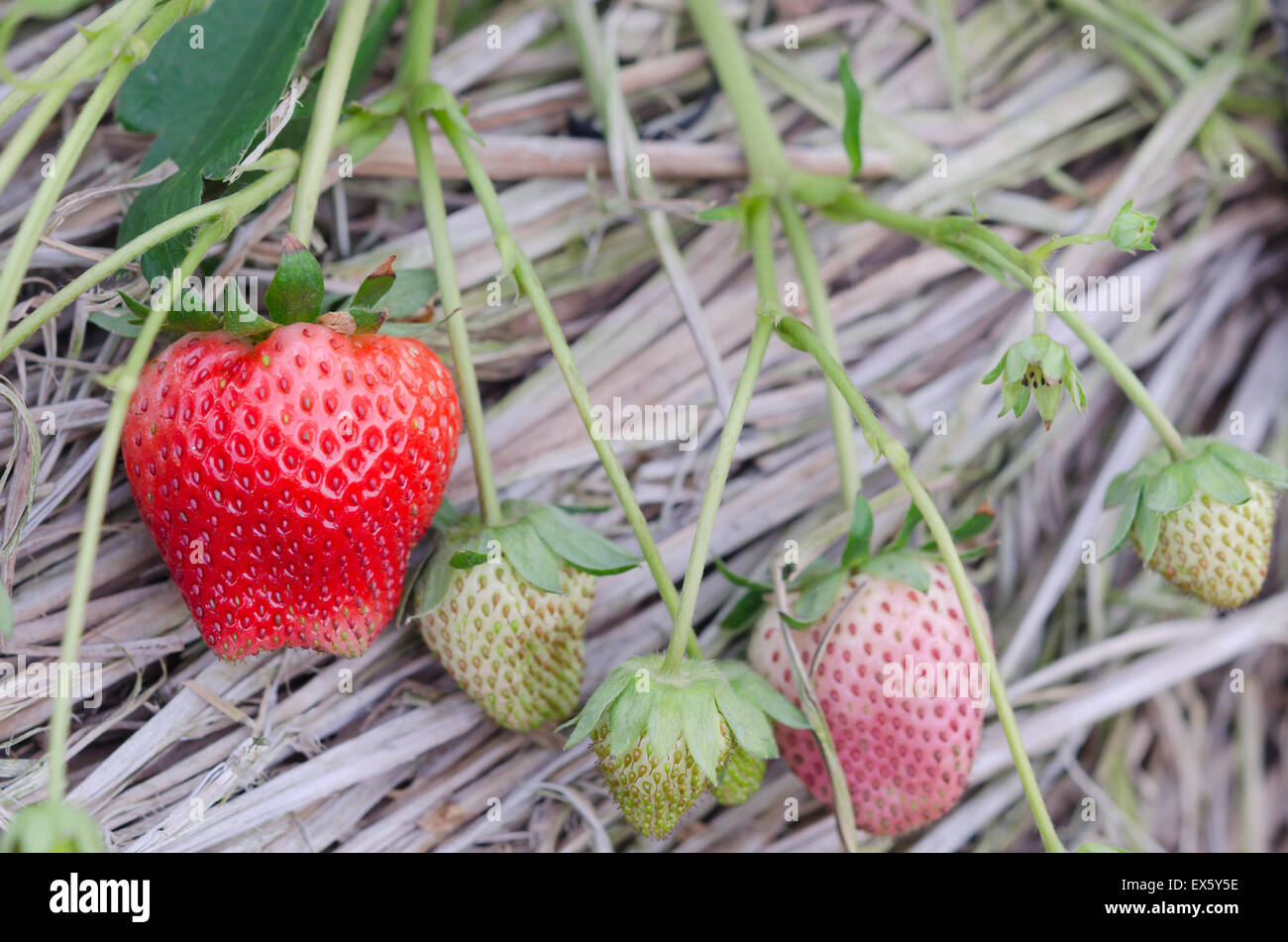 Strawberry plants already ripe to harvest Stock Photo - Alamy
