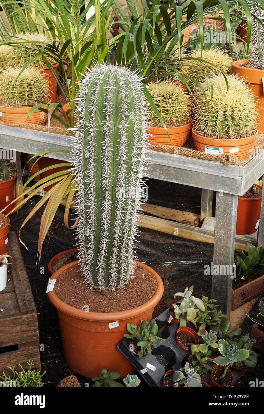 Varieties of cacti in pots Stock Photo