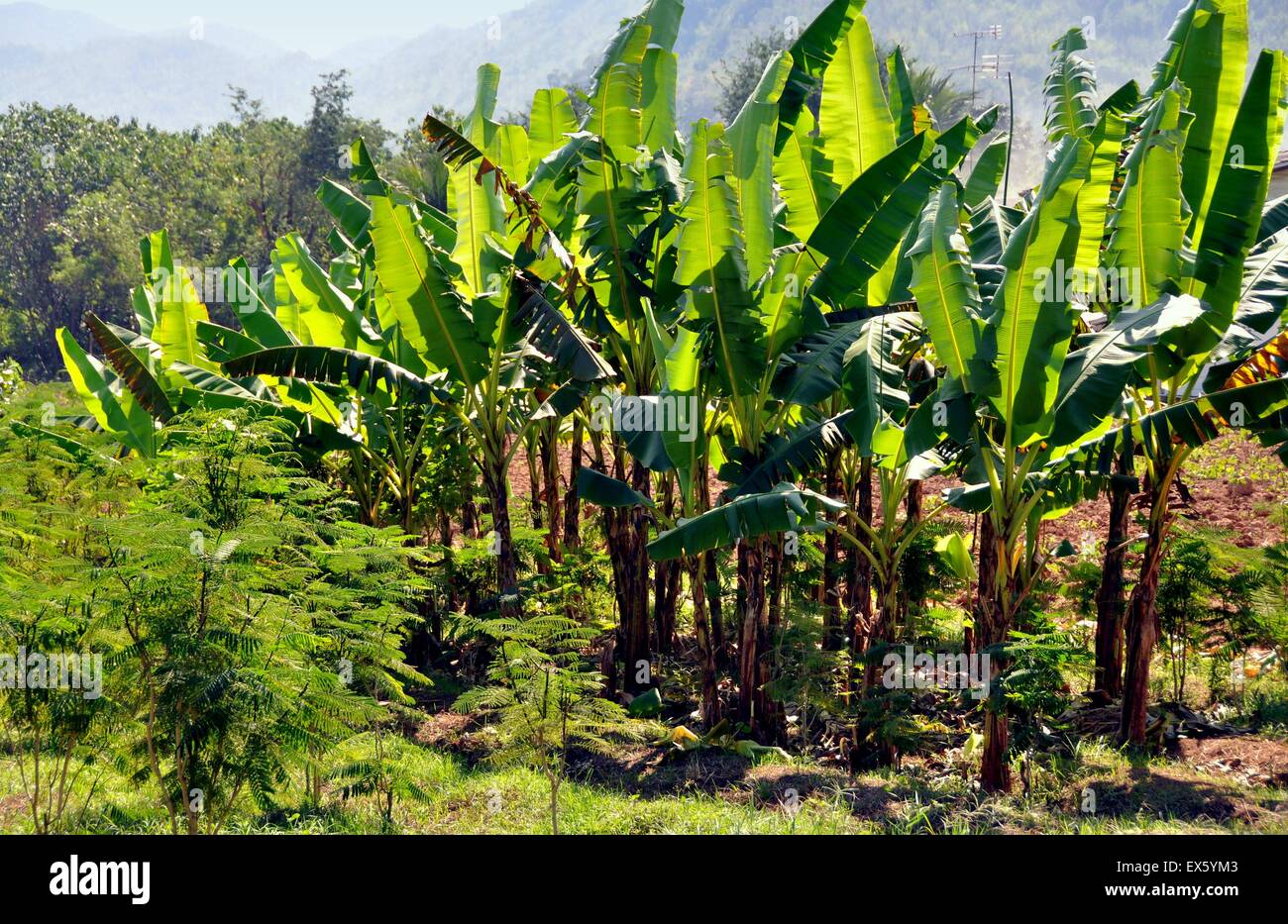 Kanchanaburi, Thailand: Banana Trees at Thai Farm Stock Photo - Alamy