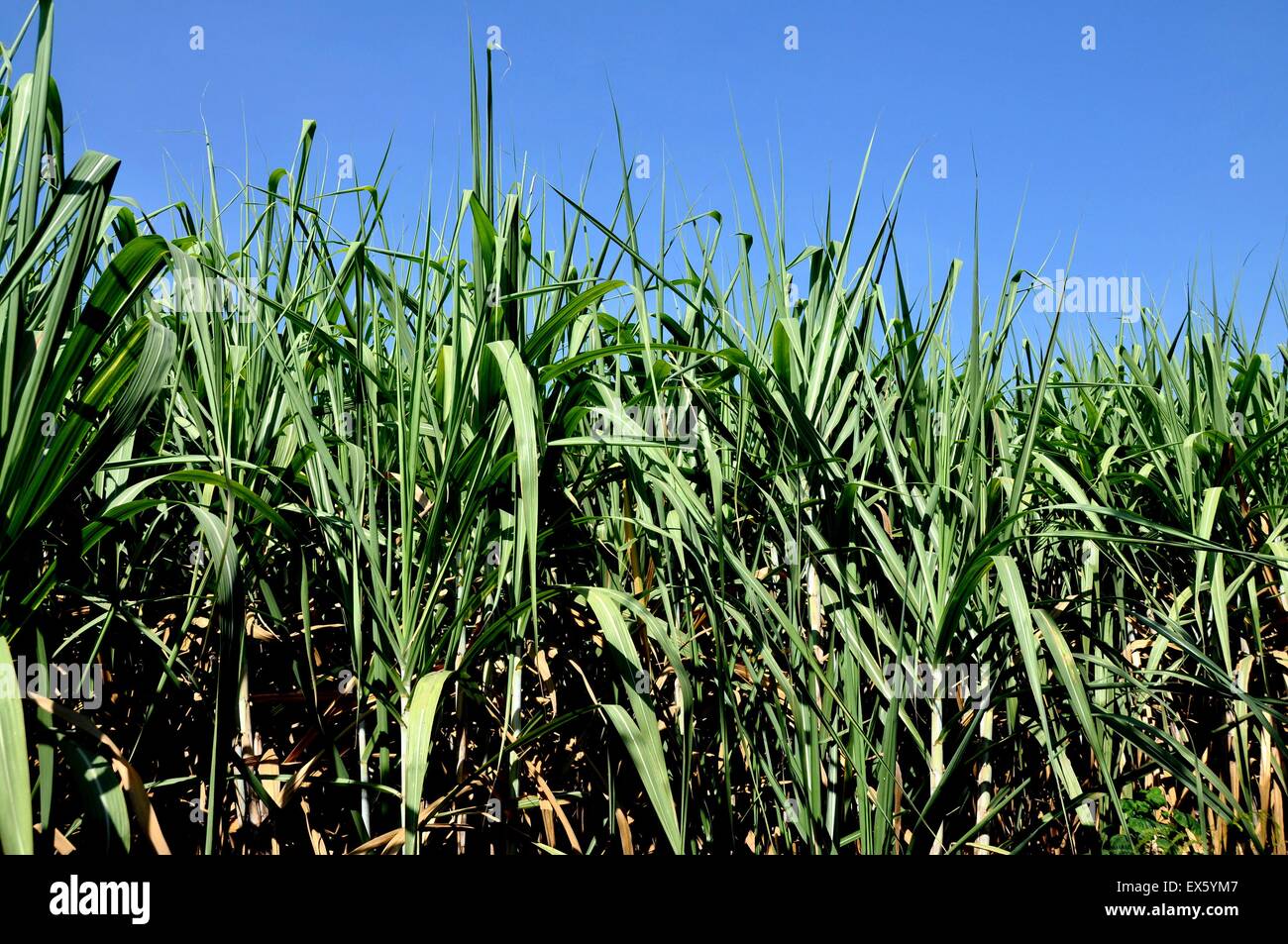 Kanchanaburi, Thailand Spikey sugar cane plants growing on a Thai farm
