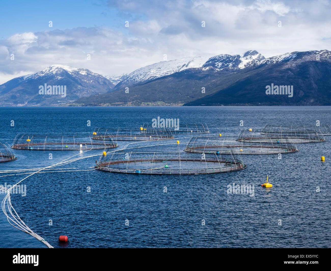 Fish farm, salmon, aquaculture in the Hardanger fjord, Hardanger, Norway  Stock Photo - Alamy