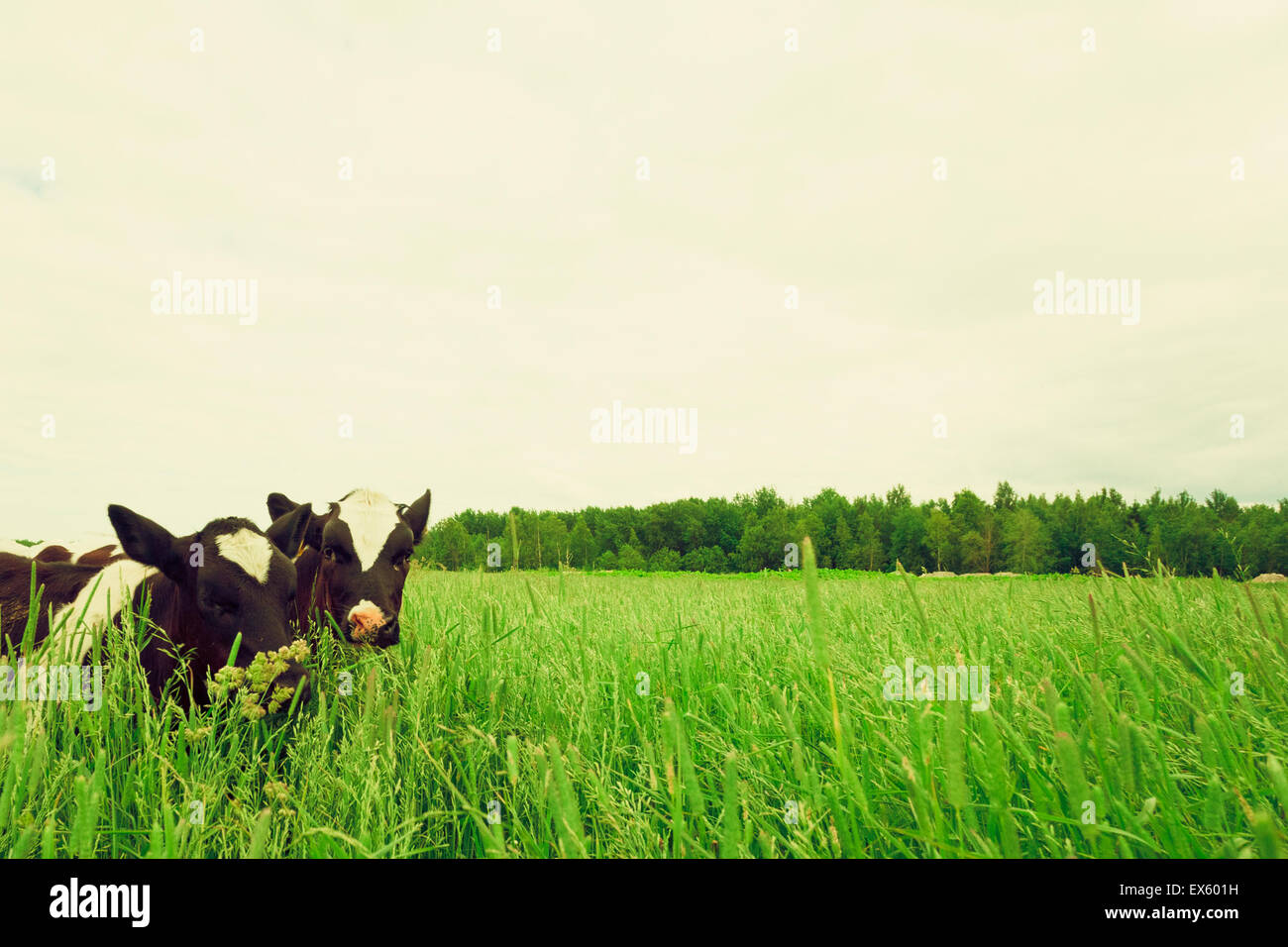 cow and field of fresh grass Stock Photo