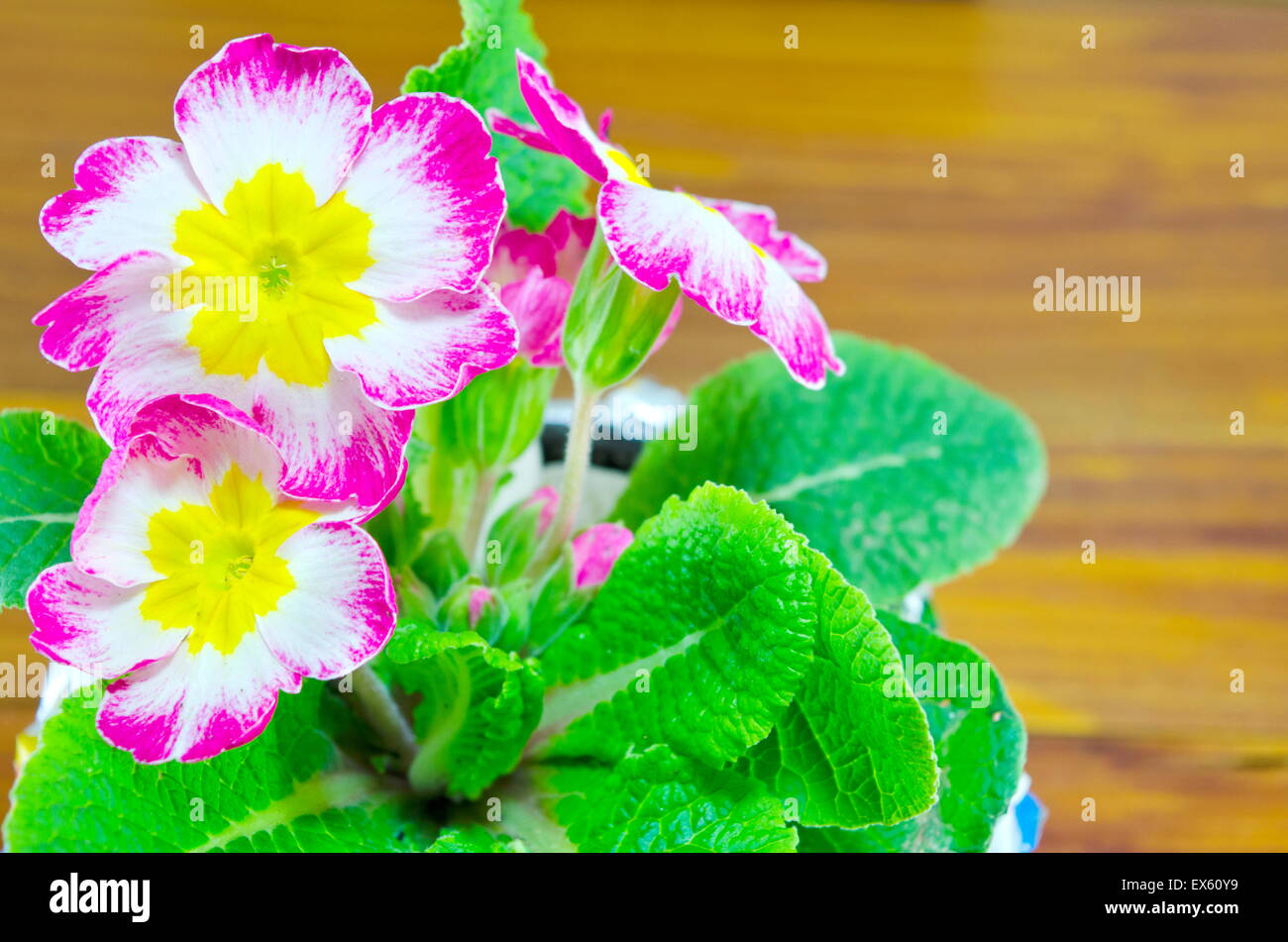 Natural violet flower in a pot on a wooden table Stock Photo