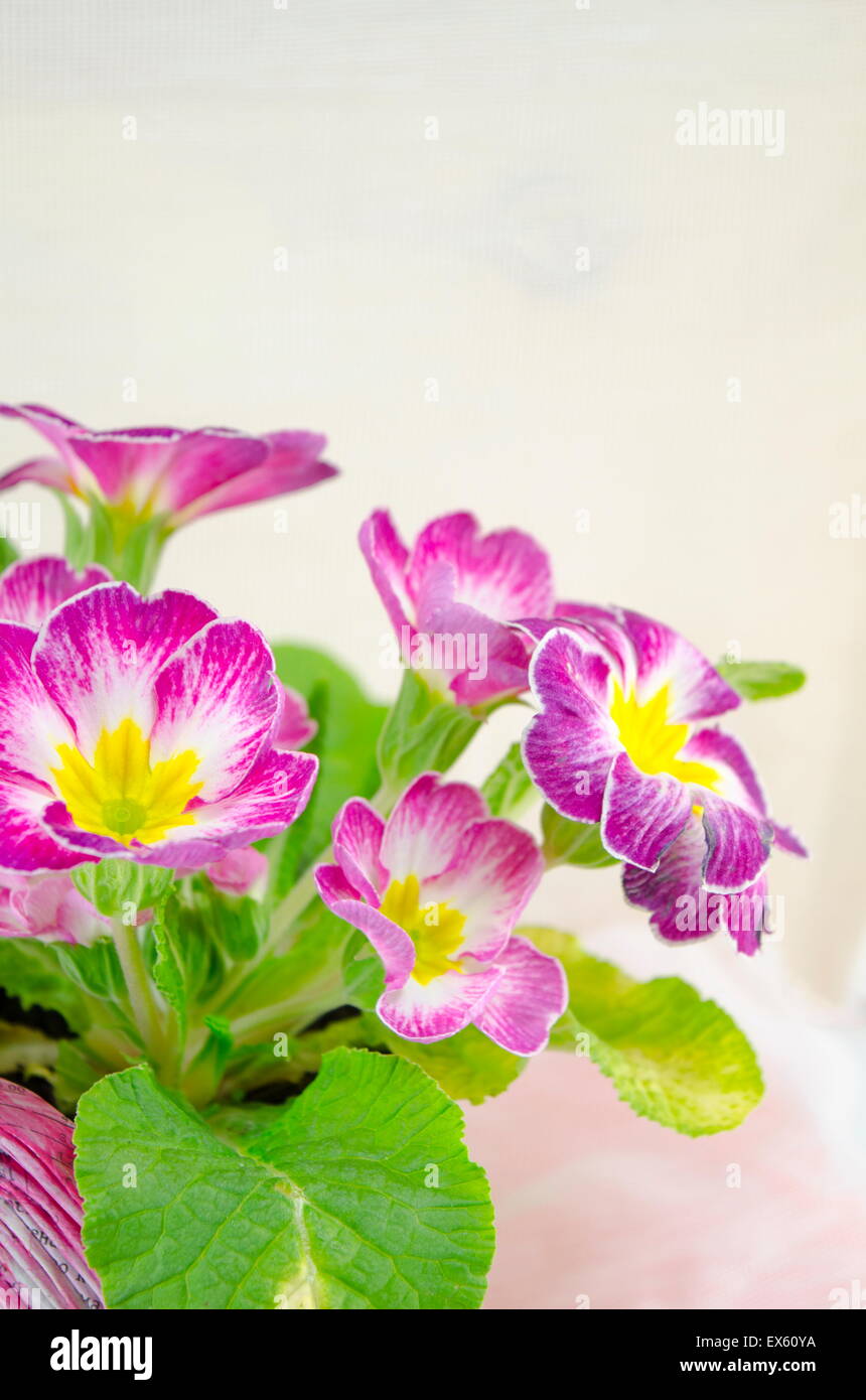 Violet flower in a pot on white table close up Stock Photo