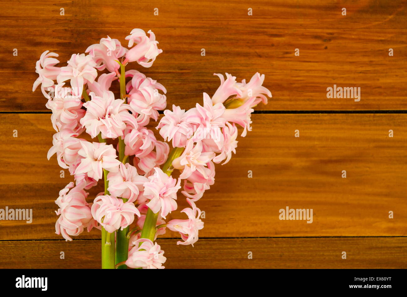 Background with fresh flowers hyacinths and wooden backgound.  Place for text. Stock Photo