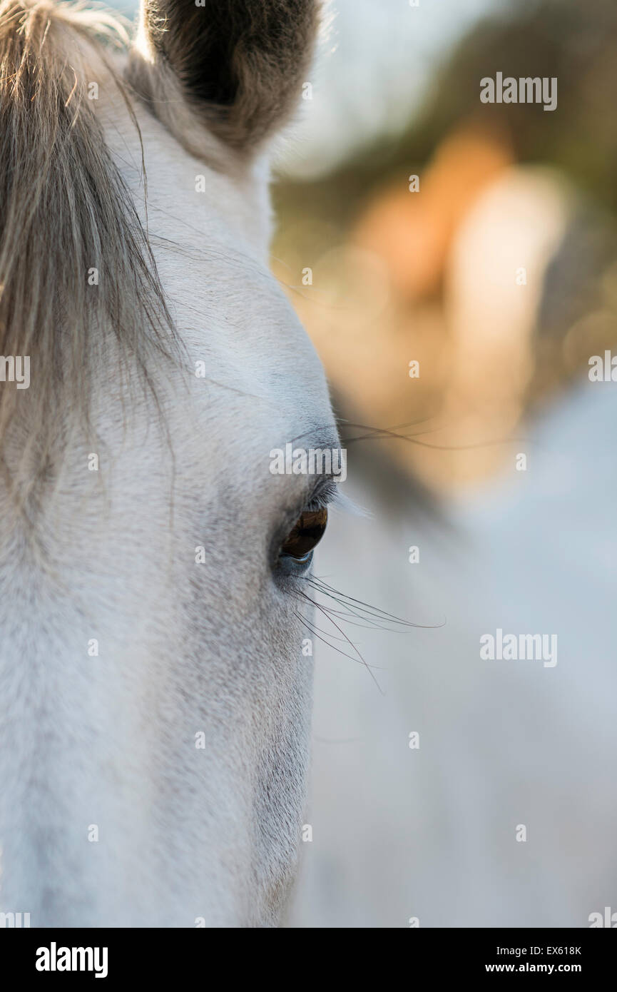 Beautiful white horse in a field in Texas, USA Stock Photo - Alamy