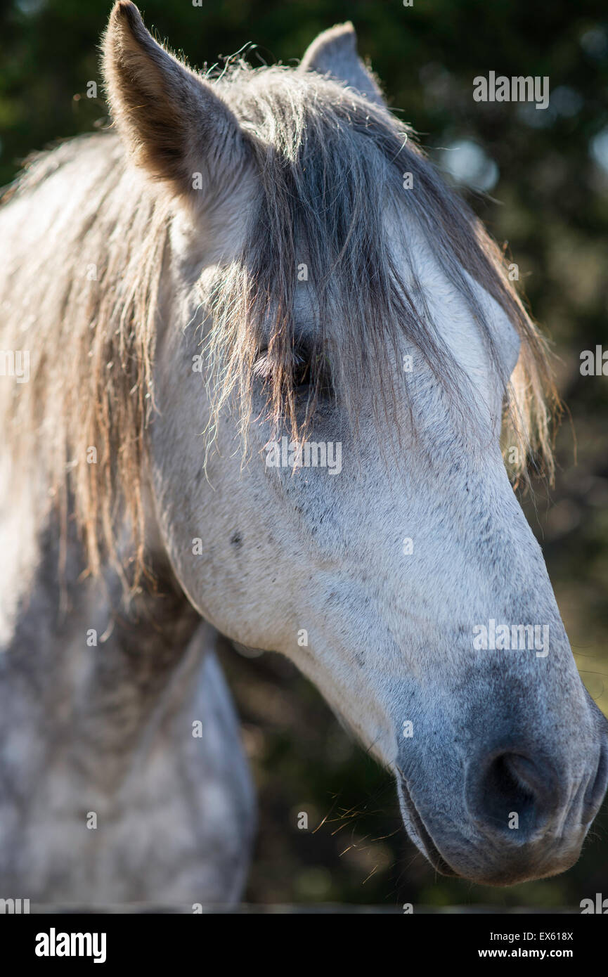 Beautiful white horse in a field in Texas, USA Stock Photo - Alamy
