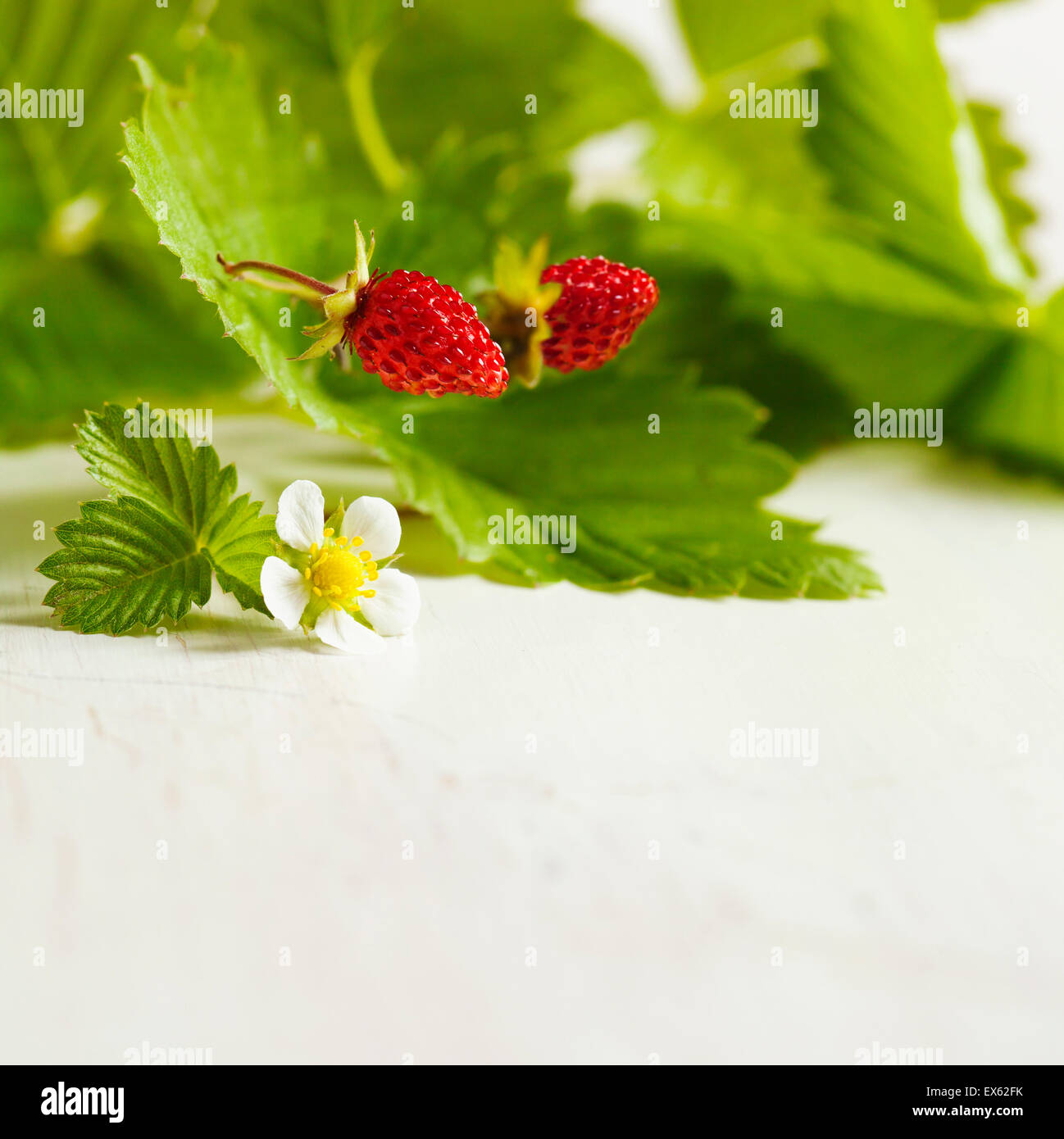 Wild strawberry Stock Photo