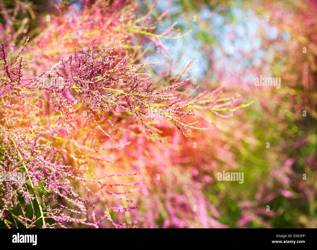 Beautiful summer tree pink blossoms. Summer nature background Stock Photo