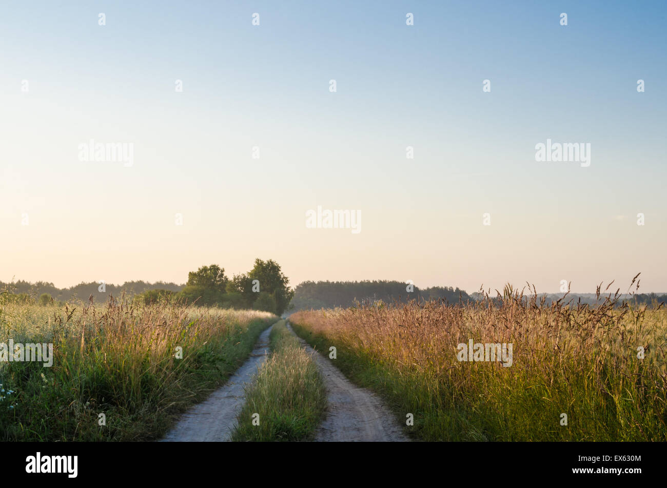 landscape with  country road and fields in summer Stock Photo