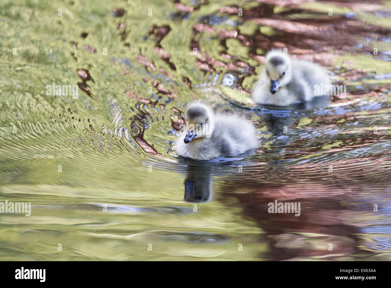 canadian geese babies floating on a pond in Lake Tahoe, early spring