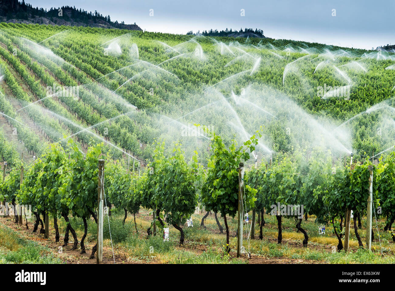 Vineyard irrigation near Osoyoos, British Columbia, Canada Stock Photo