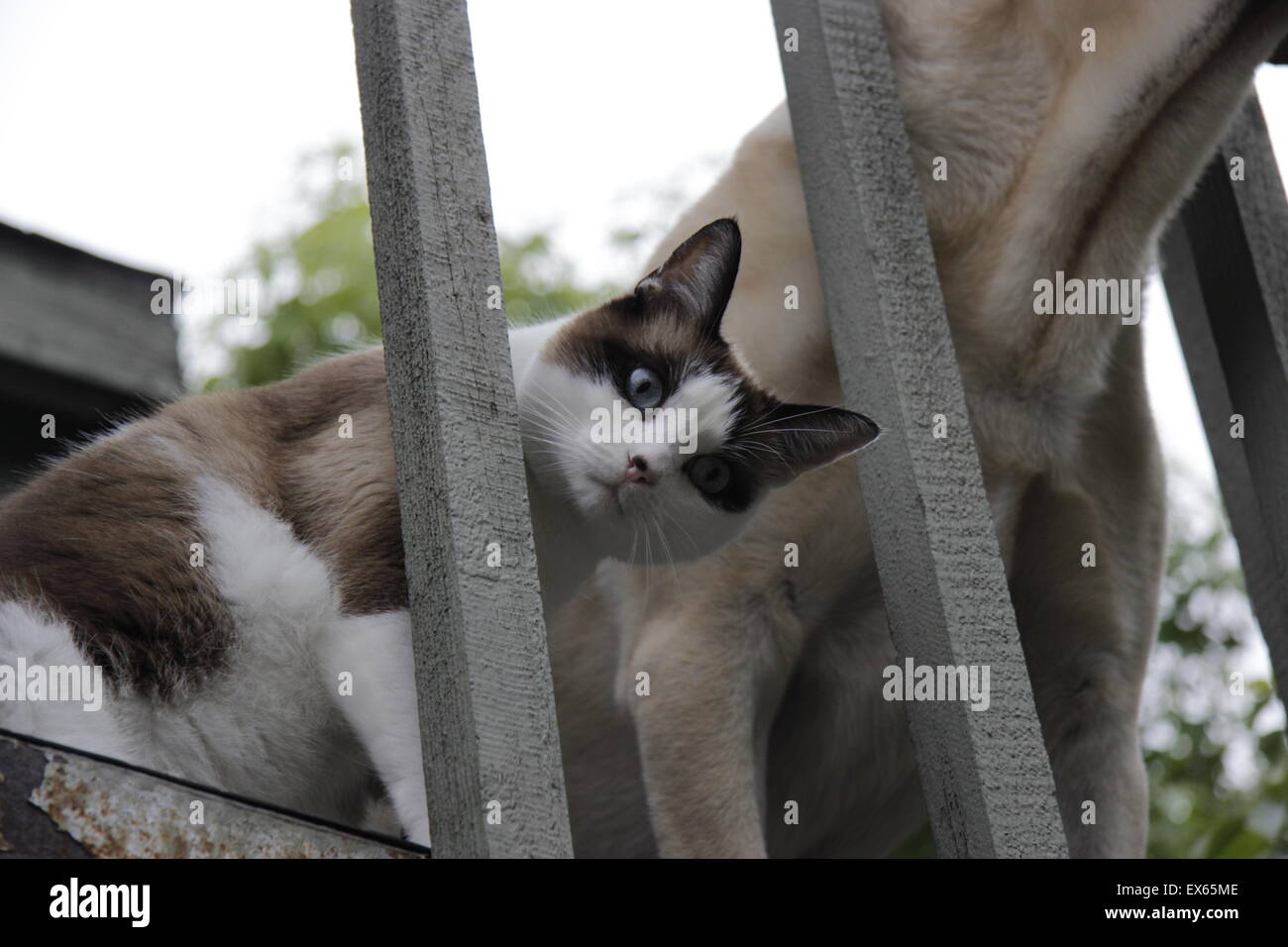Cloudy day with cat hi-res stock photography and images - Alamy