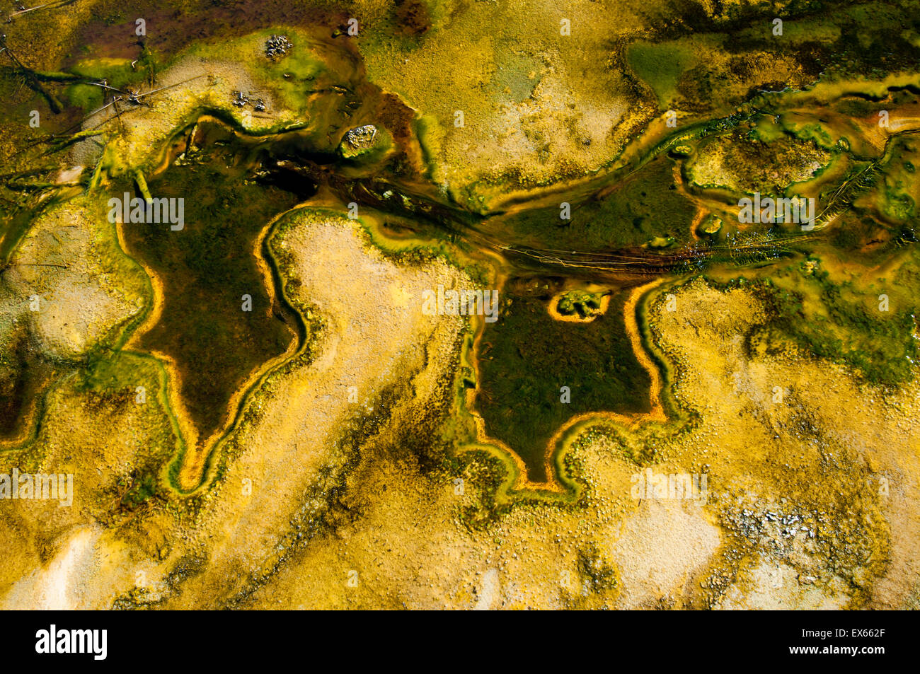 Algae and thermophilic in hot springs in the Upper