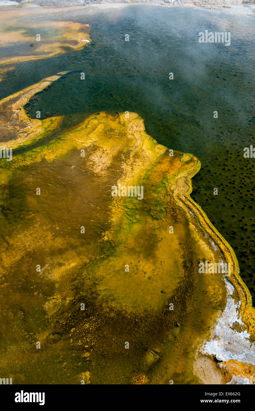 Algae and thermophilic in hot springs in the Upper