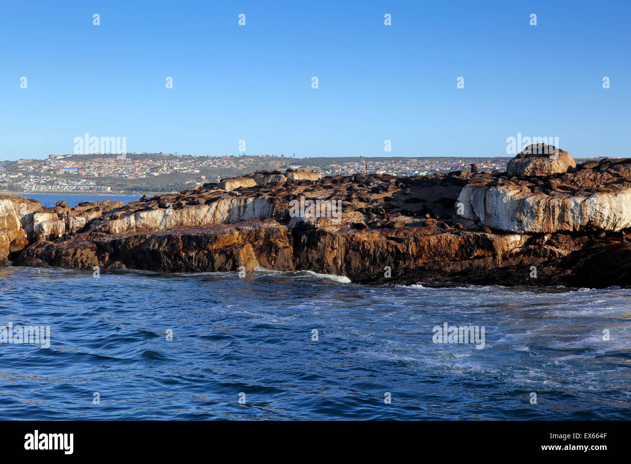 Seal Island in Mossel Bay, South Africa Stock Photo