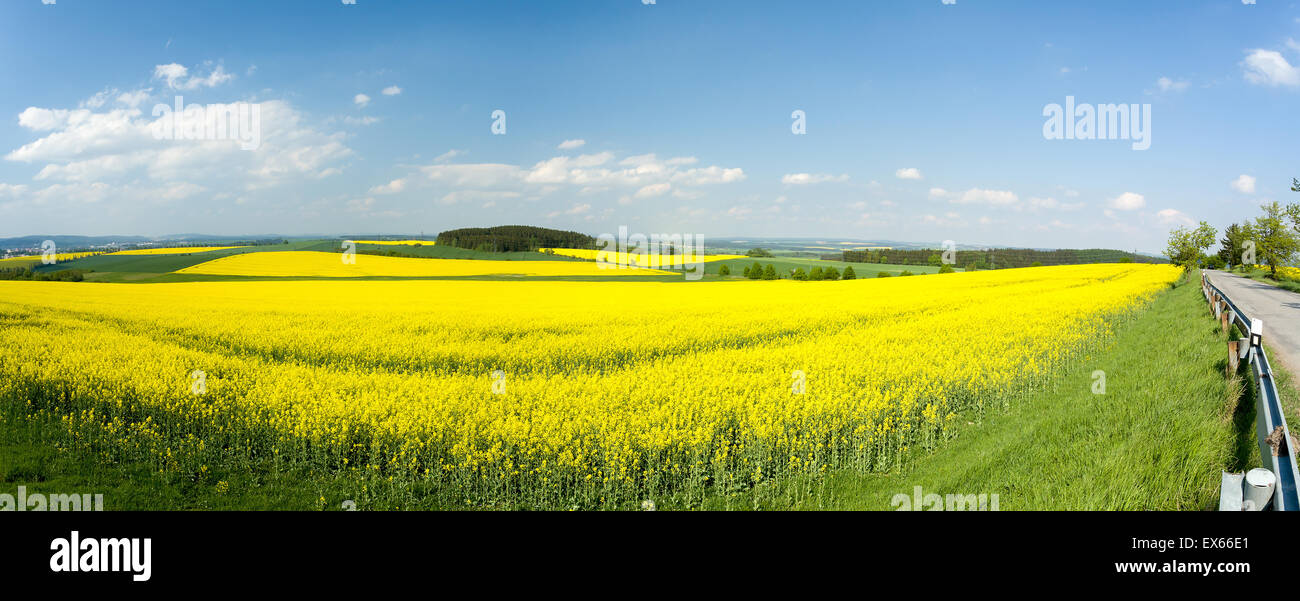 Beautiful spring rural landscape with rape field and blue sky Stock ...