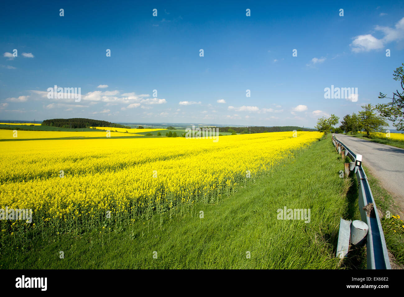 Beautiful spring rural landscape with rape field and blue sky Stock ...