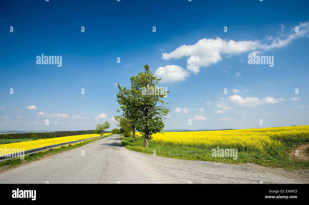 Beautiful spring rural landscape with rape field and blue sky Stock ...