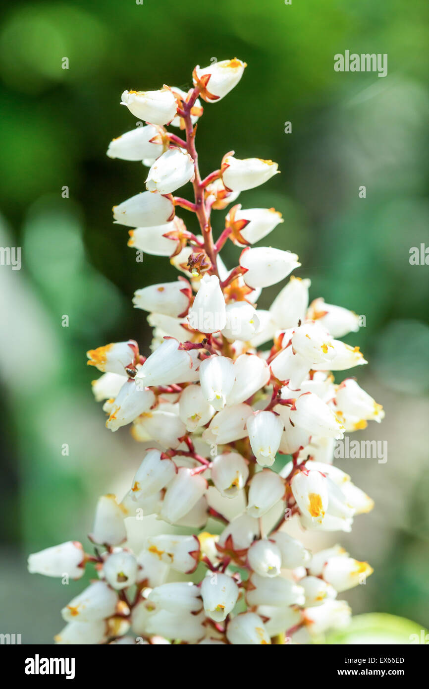 Beautiful Erica carnea flower in spring garden, macro photo Stock Photo