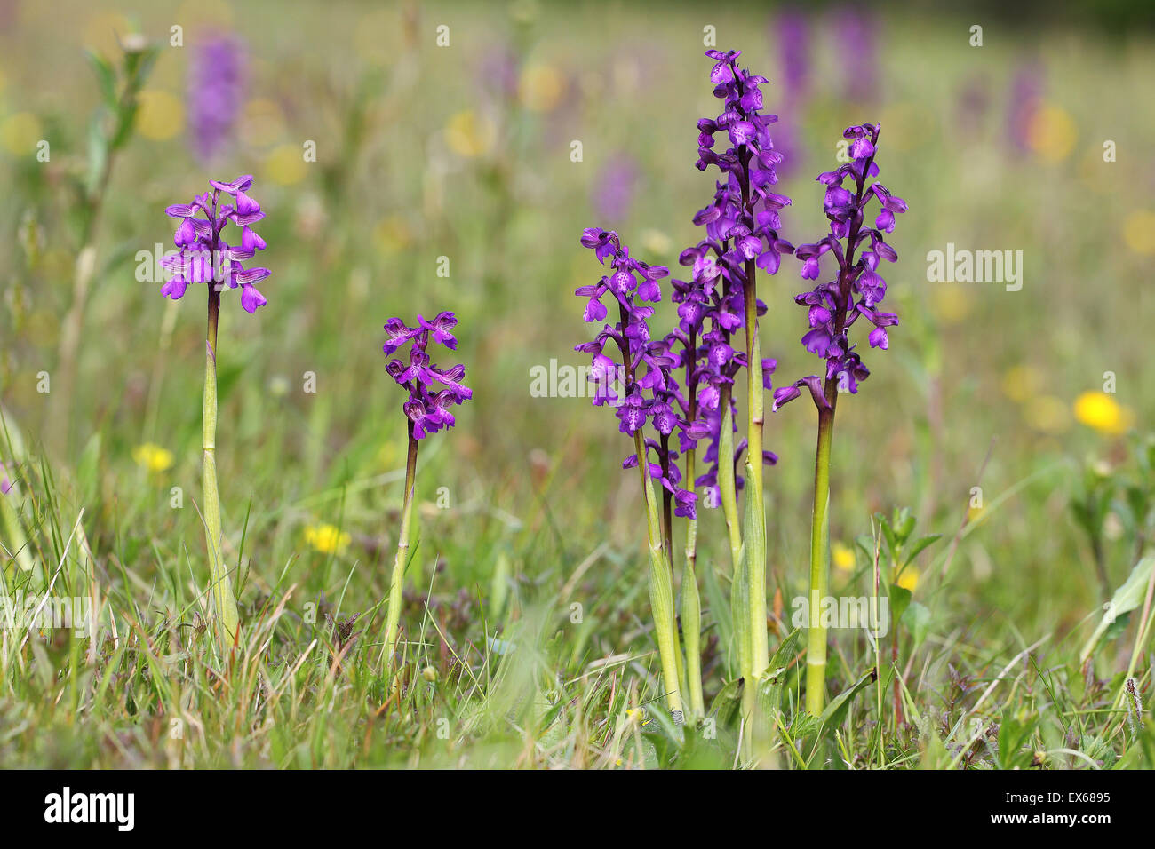 Green-winged Orchid (Orchis morio), inflorescences, Hesse, Germany Stock Photo
