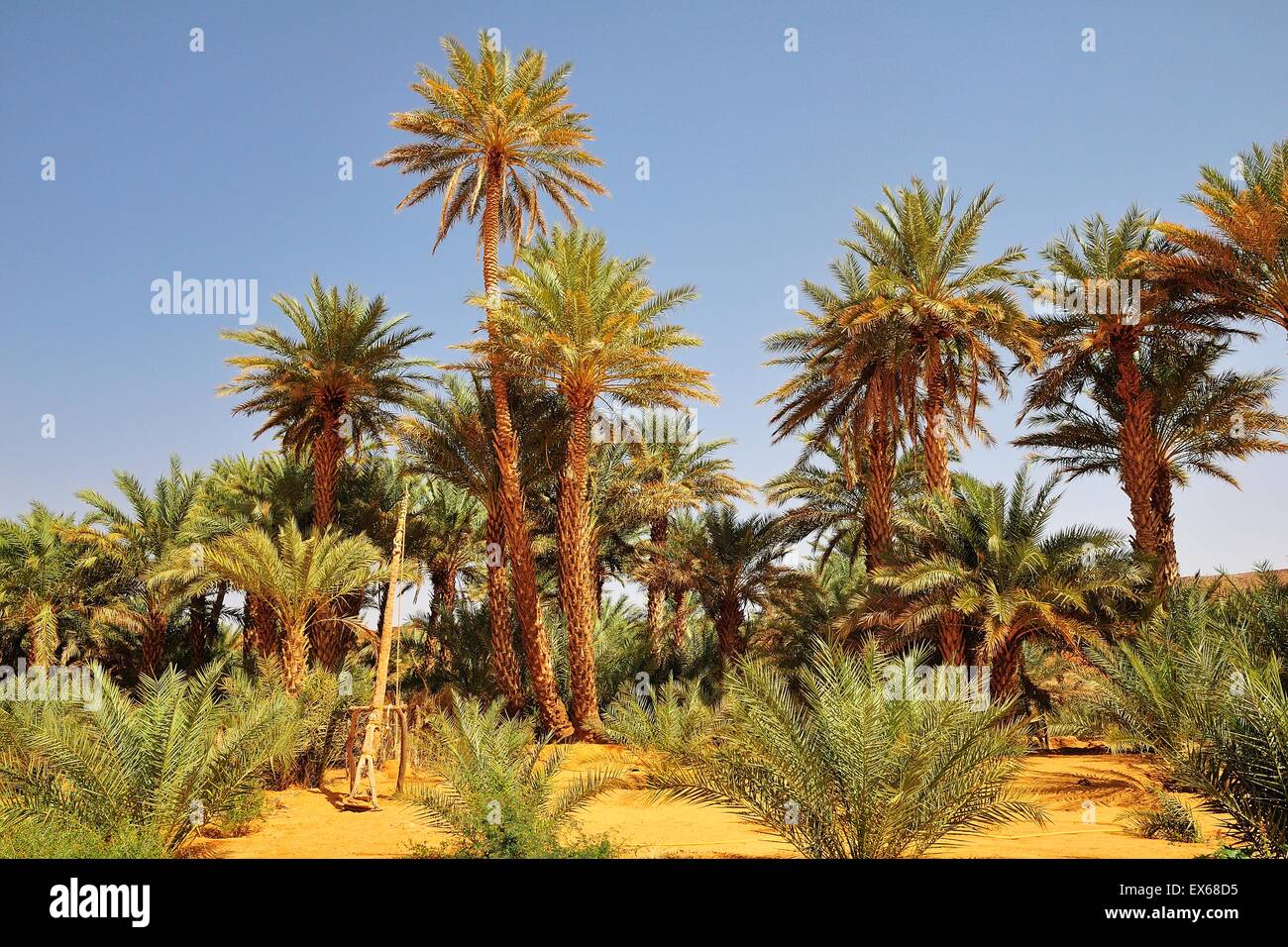 Simple drawing well with date palms, Rachid oasis, Tagant region, Mauritania Stock Photo