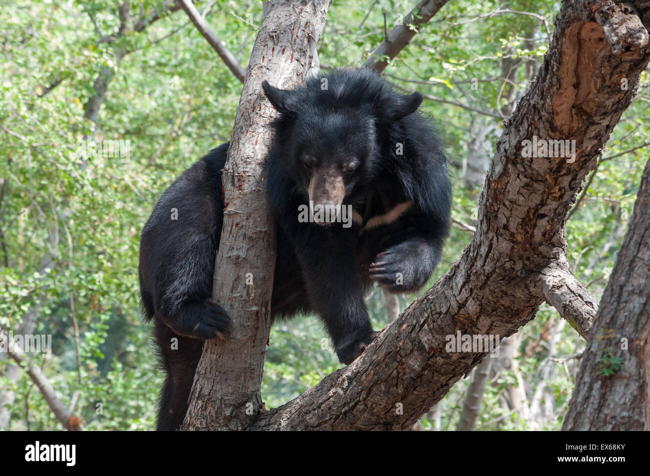 Indian Sloth Bear Stock Photo - Alamy