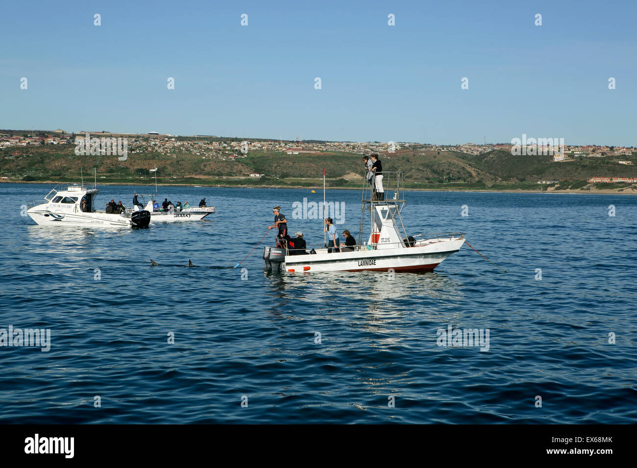 Great white shark research boats at Seal Island in Mossel Bay, South Africa Stock Photo Alamy