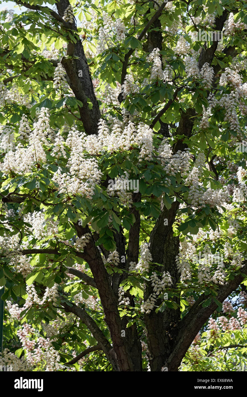 Blossoming Chestnut tree, Prater, Vienna, Austria Stock Photo