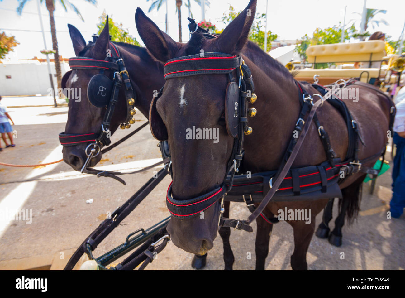 nice pair of black Andalusian horses with their preparations straps to pull a carriage Stock Photo