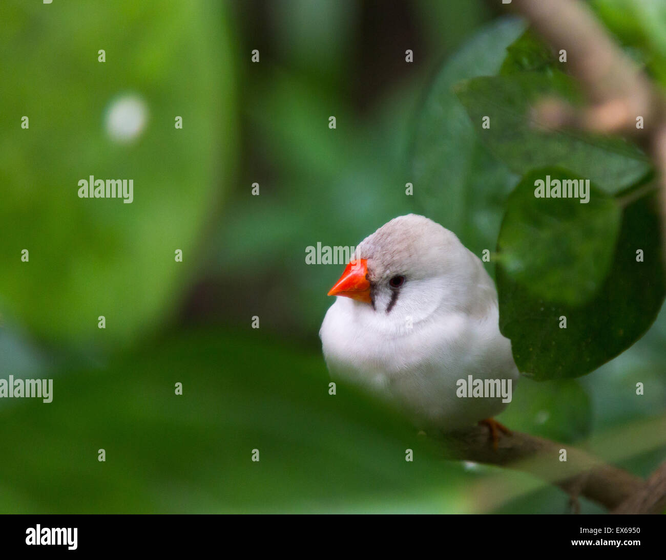 white bird with orange beak Stock Photo
