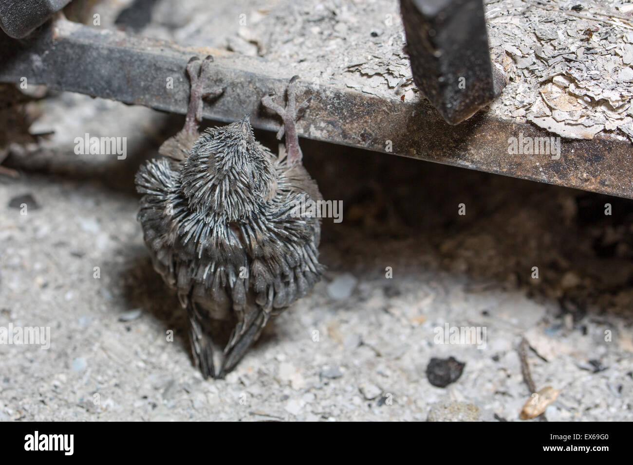 Baby Vaux S Swift Trapped On The Floor Of A Fireplace After Its