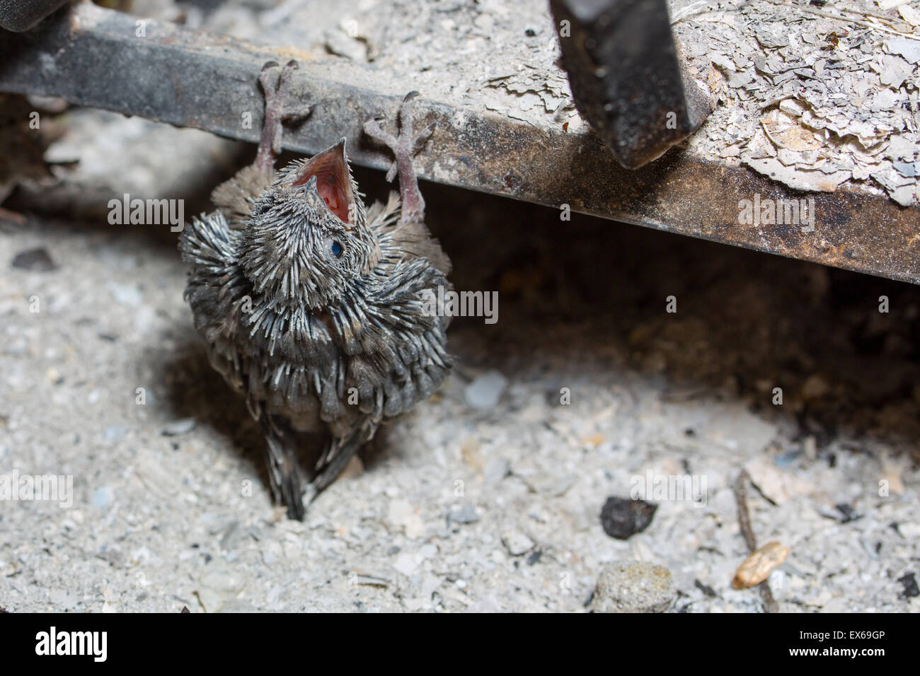 Baby Vaux's Swift trapped on the floor of a fireplace after its nest fell out of the chimney Baby Vaux's Swift trapped on the floor of a fireplace after its nest fell out of the chimney
