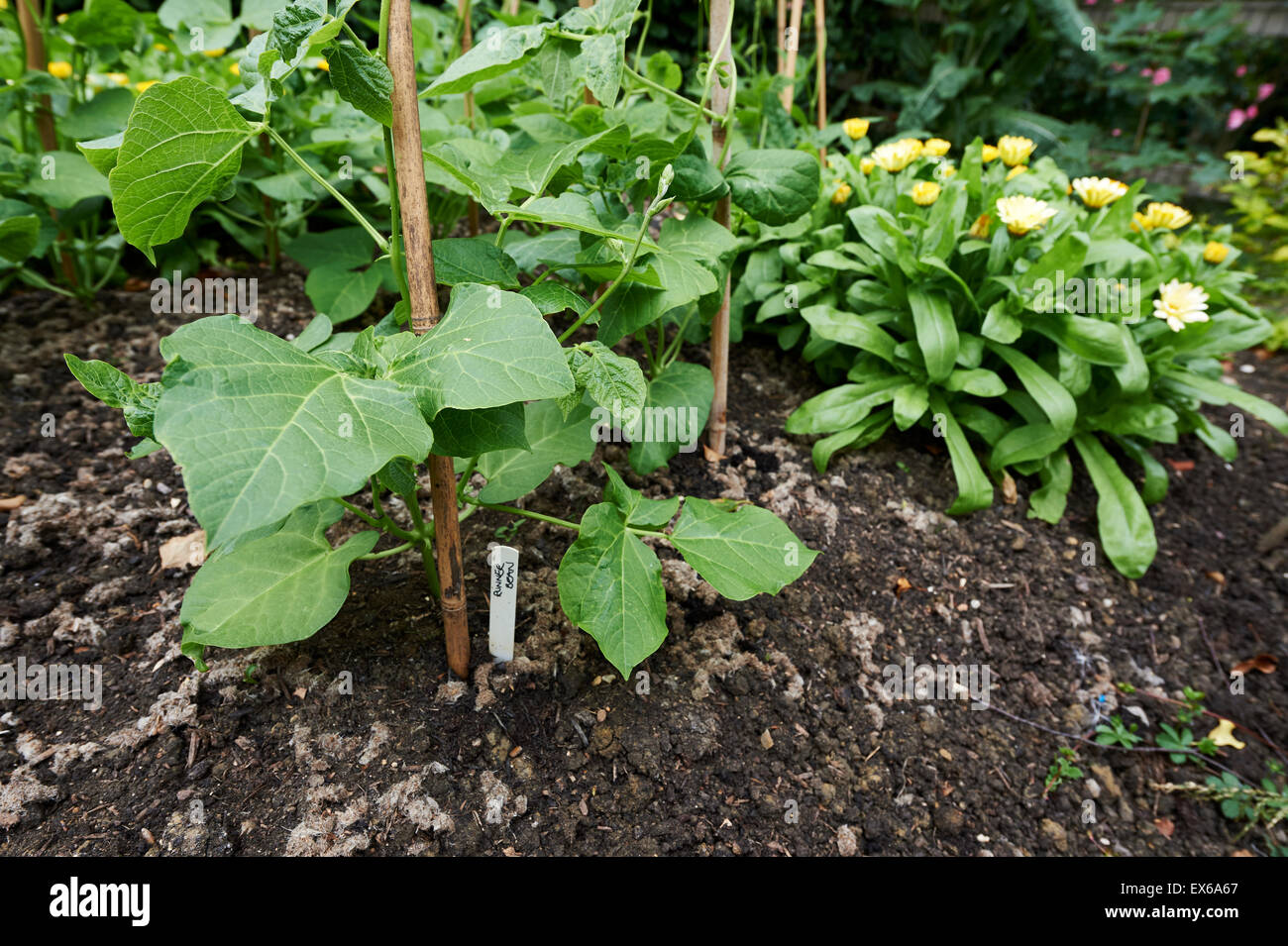 Runner Beans and Climbing Beans Growing on Cane Wigwams with Marigolds