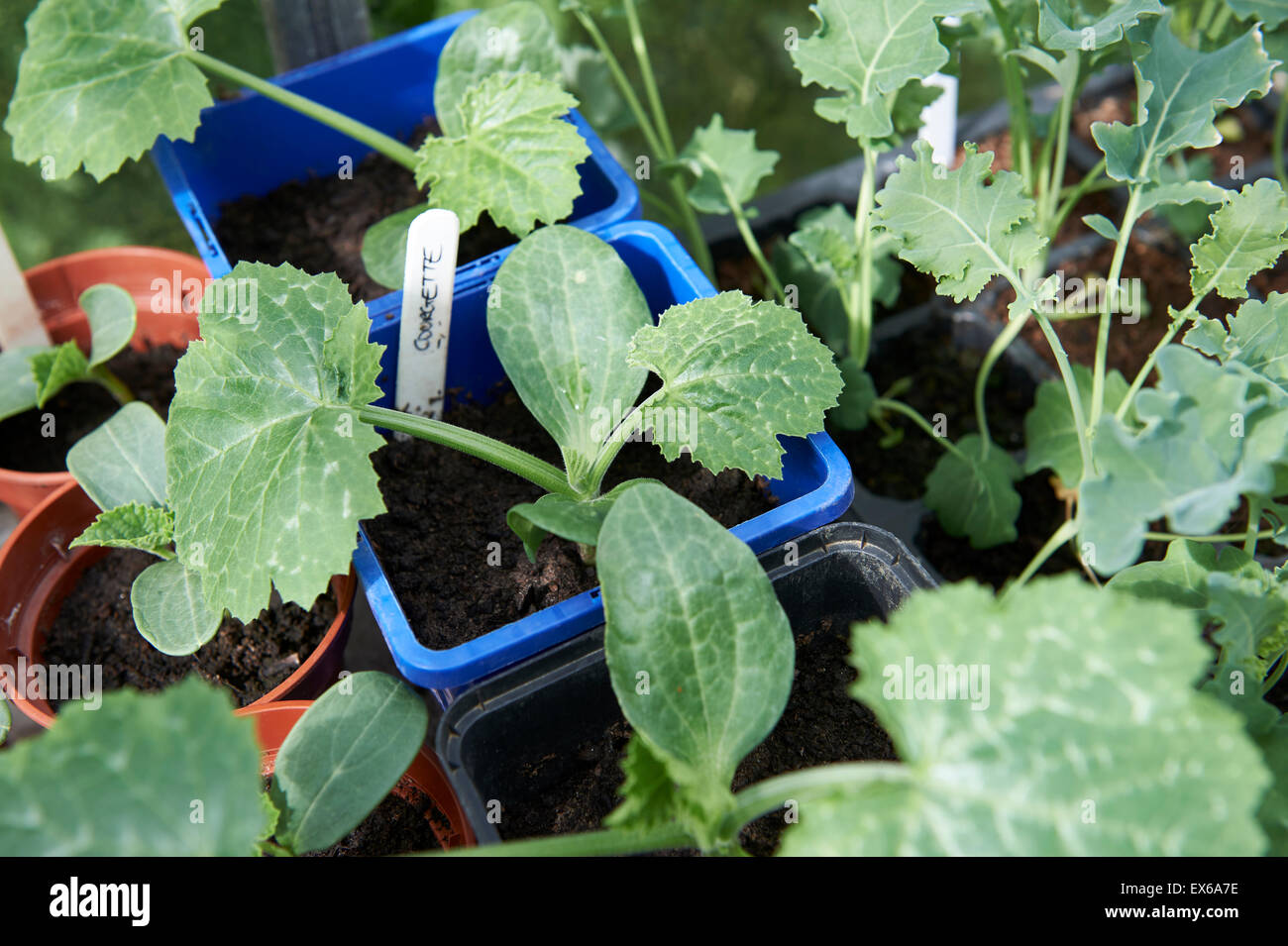 Young Courgette and Kale Plants Growing in Pots in a Greenhouse. Stock Photo