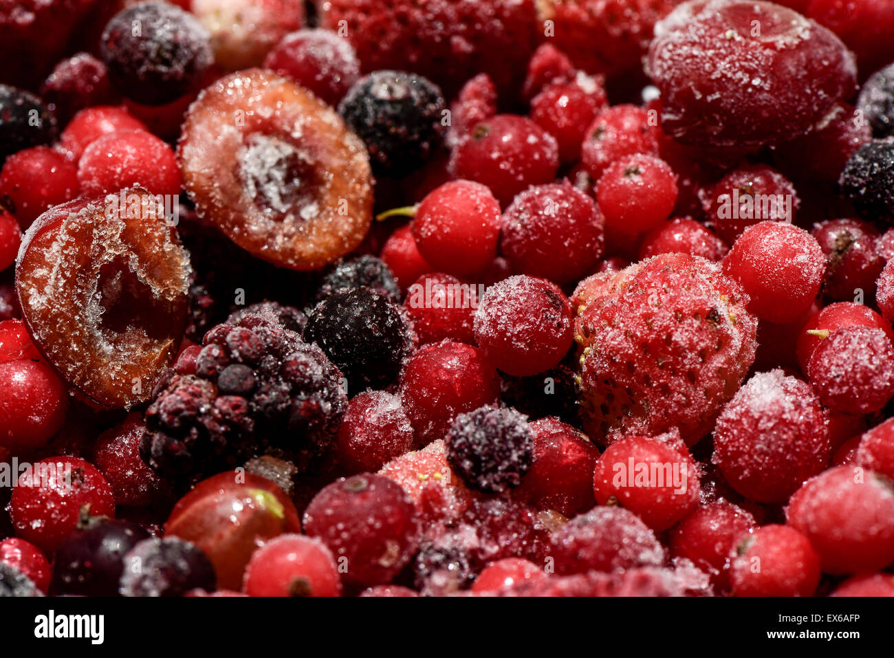 Bio Gartenernte, Beerenobst, Kirschenhälften, tiefgefroren, nahe Wien, Österreich Stock Photo