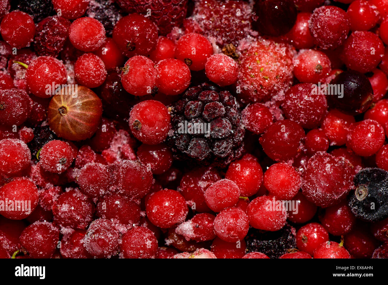 Bio Gartenernte, Beerenobst, Kirschenhälften, tiefgefroren, nahe Wien, Österreich Stock Photo