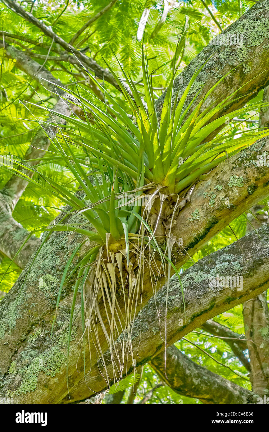 Tillandsia Plants Roseau Dominica West Indies Stock Photo - Alamy
