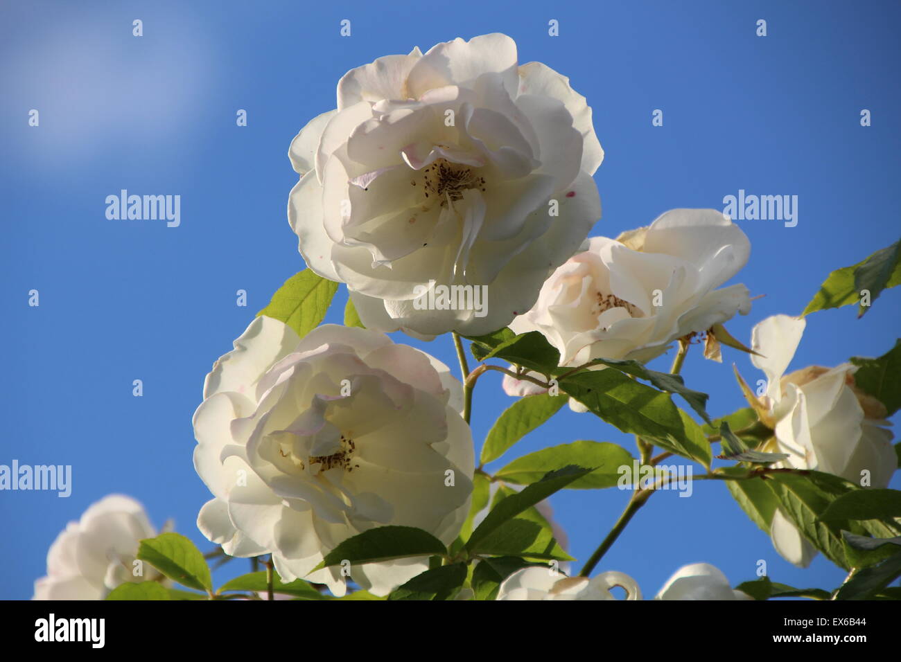 White roses against a blue background Stock Photo - Alamy