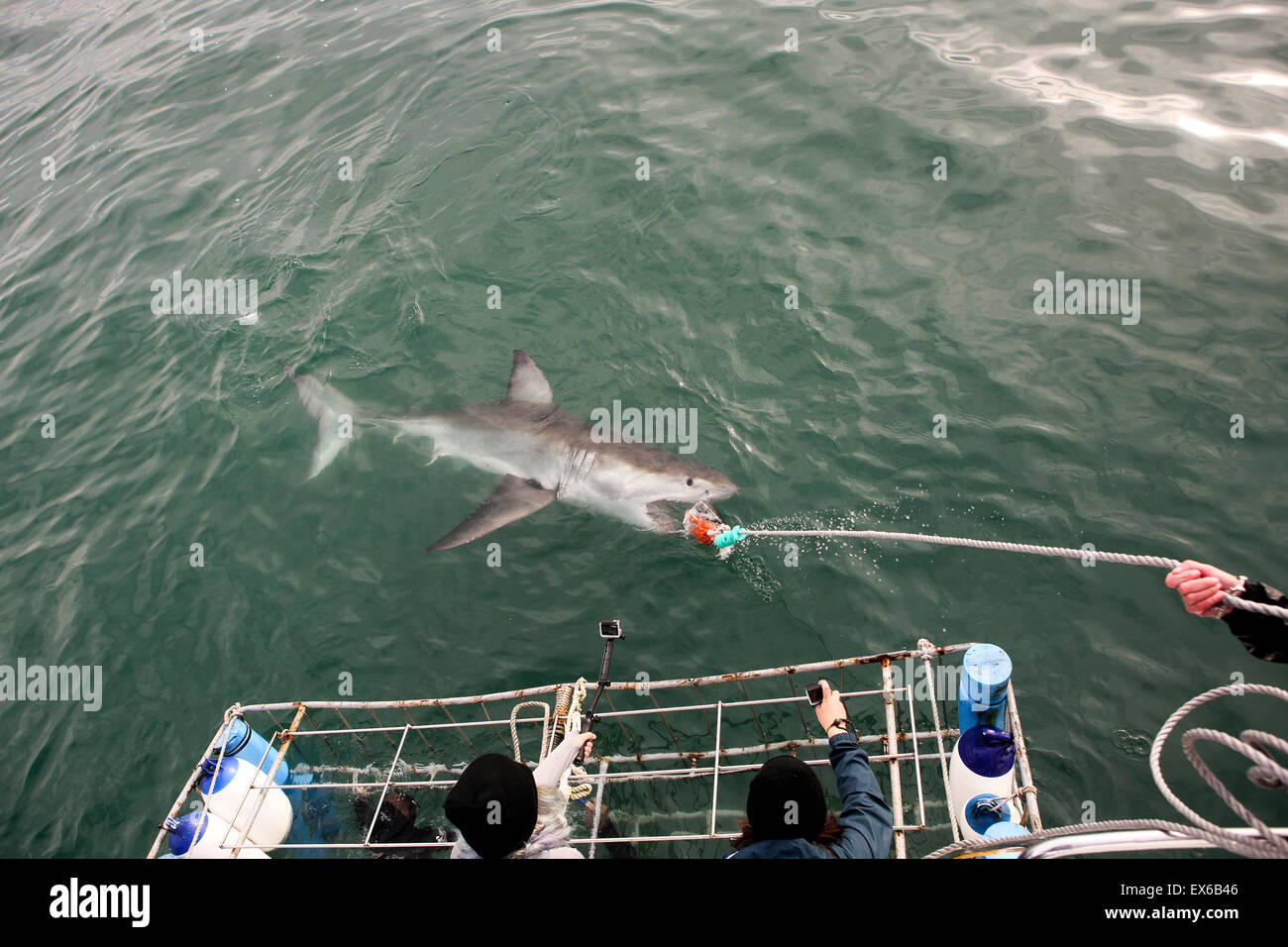 Great white shark cage diving in Mossel Bay, South Africa Stock Photo