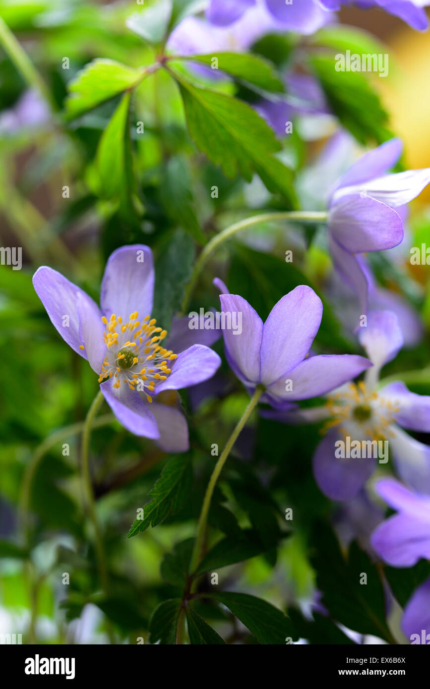 anemone nemorosa allenii blue flower flowers perennial shade shaded shady wood woodland plant flowering RM Floral Stock Photo