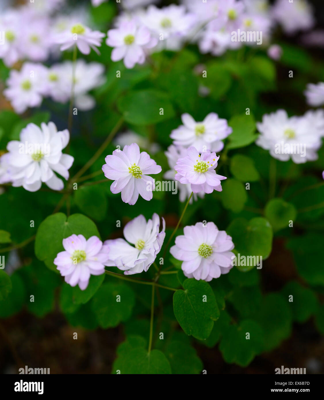 anemonella thalictroides white pink flowers perennial shade shaded shady wood woodland plant flowering RM Floral Stock Photo