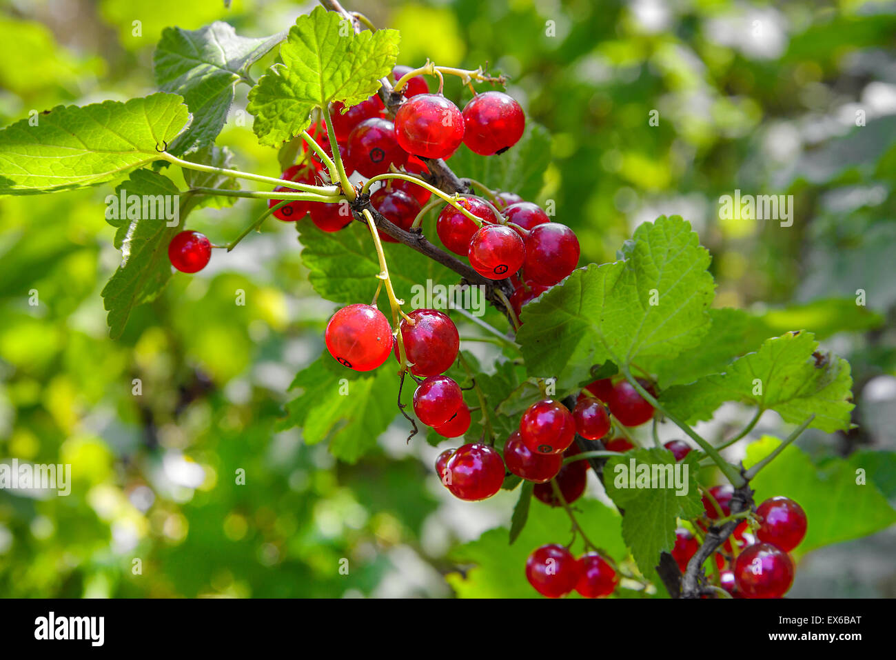 Berries red currant  photographed closeup Stock Photo