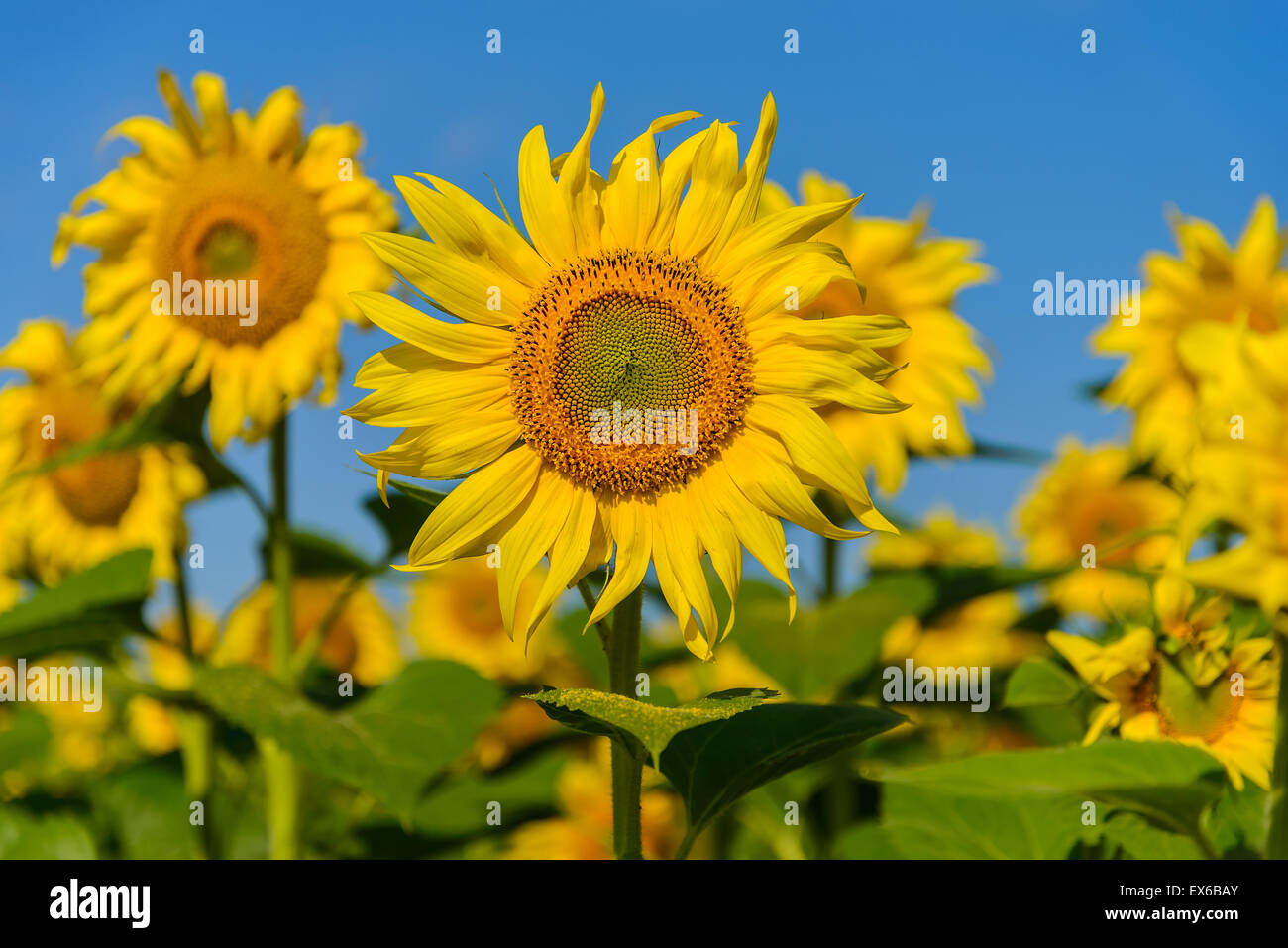 Sunflowers a photographed against the blue sky Stock Photo - Alamy