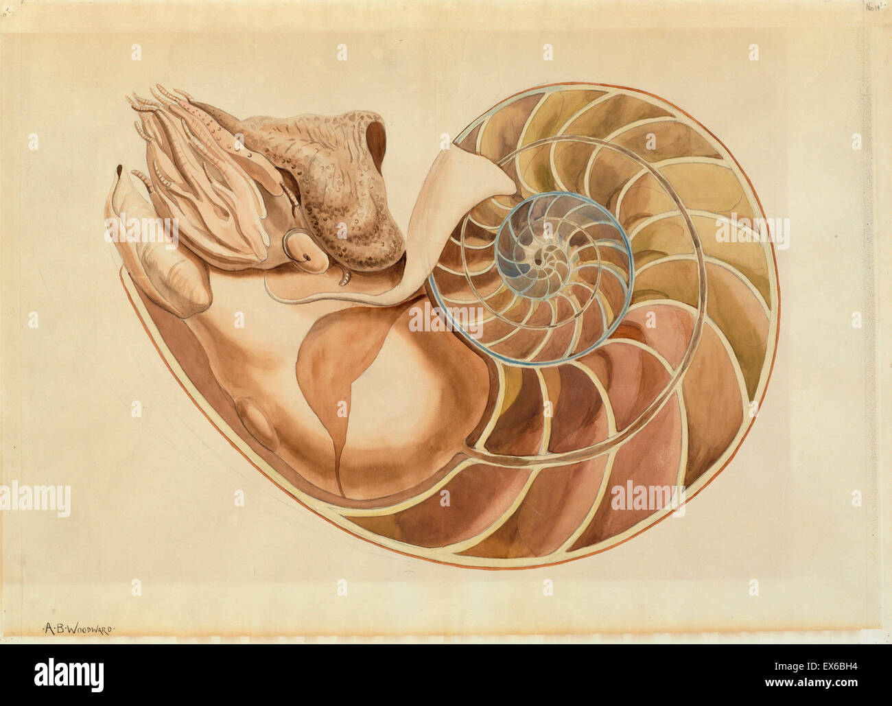 Nautilus sp. Stock Photo