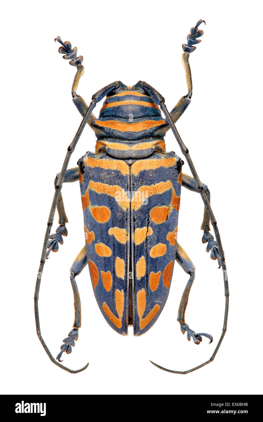 Sternotomis bohemani, African longhorn beetle Stock Photo