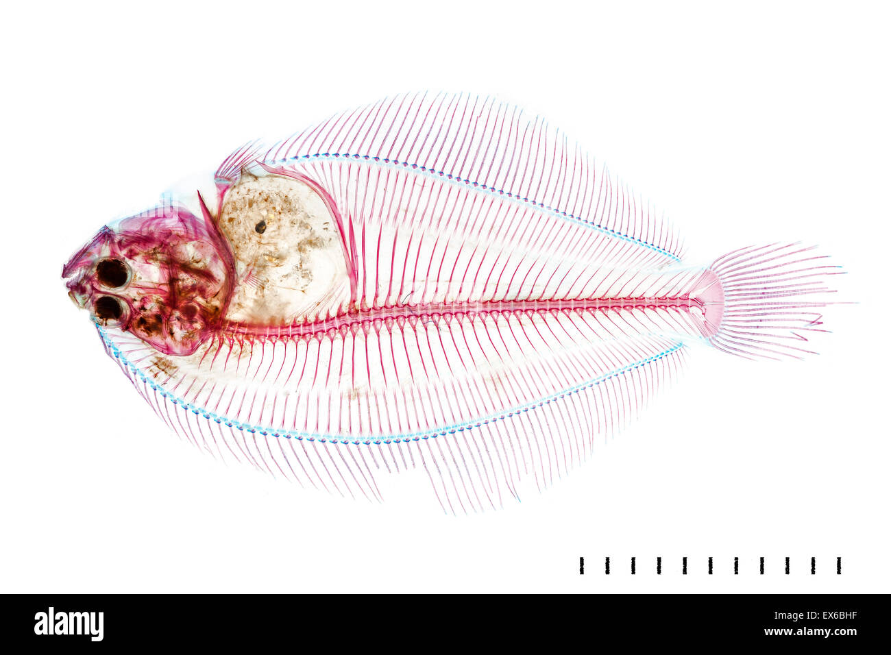 Juvenile Pleuronectid flatfish Stock Photo