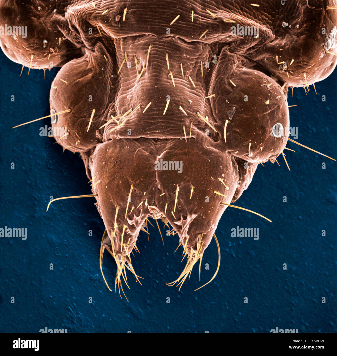 Pediculus humanus capitis, head louse, SEM Stock Photo