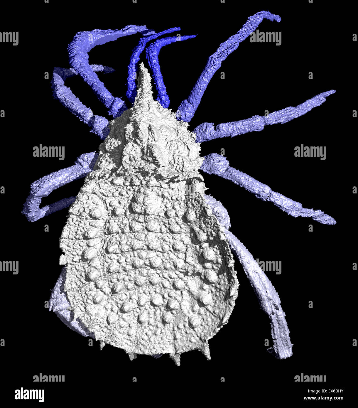 Haptopod arachnid, Micro-CT scan Stock Photo